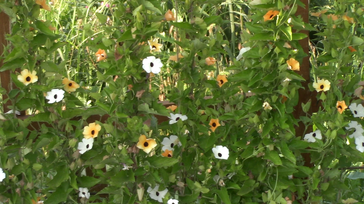 Фото автора Тунбергия в октябре перед заморозками.