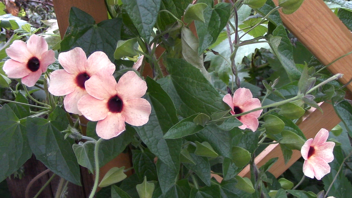 Фото автора. Более вего мне нравится вот такая окраска ее цветов.