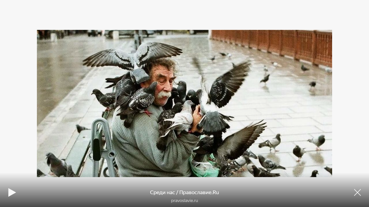 Ну люблю я голубей!