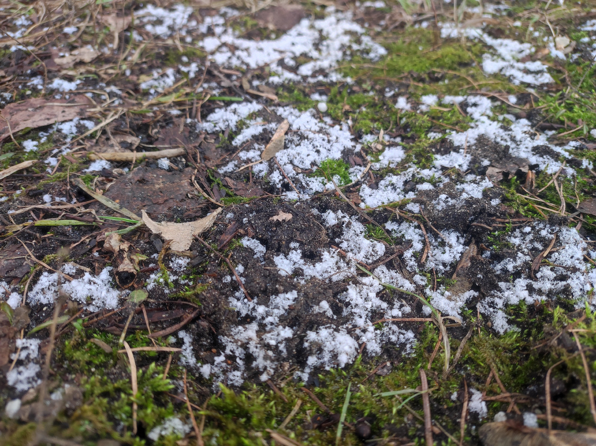 Фото автора, начало февраля 2025 года