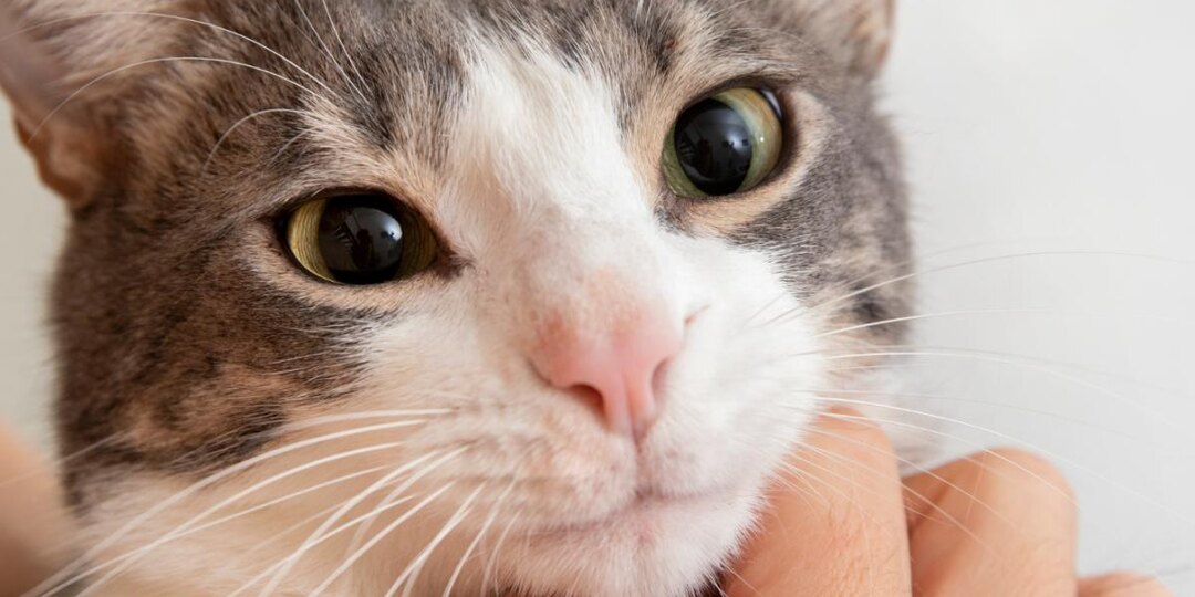 Эта кошачья привычка — знак сильной привязанности