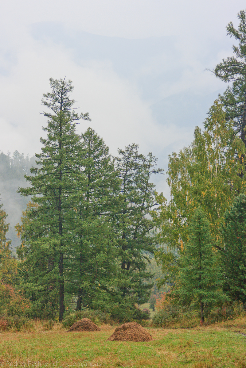Лес при подъёме на п. Кузуяк