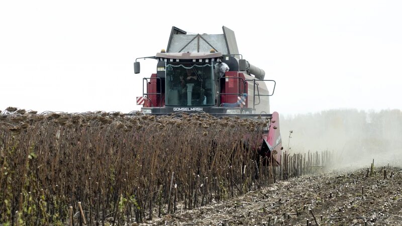     Урожай 2024 года. Анна Зайкова