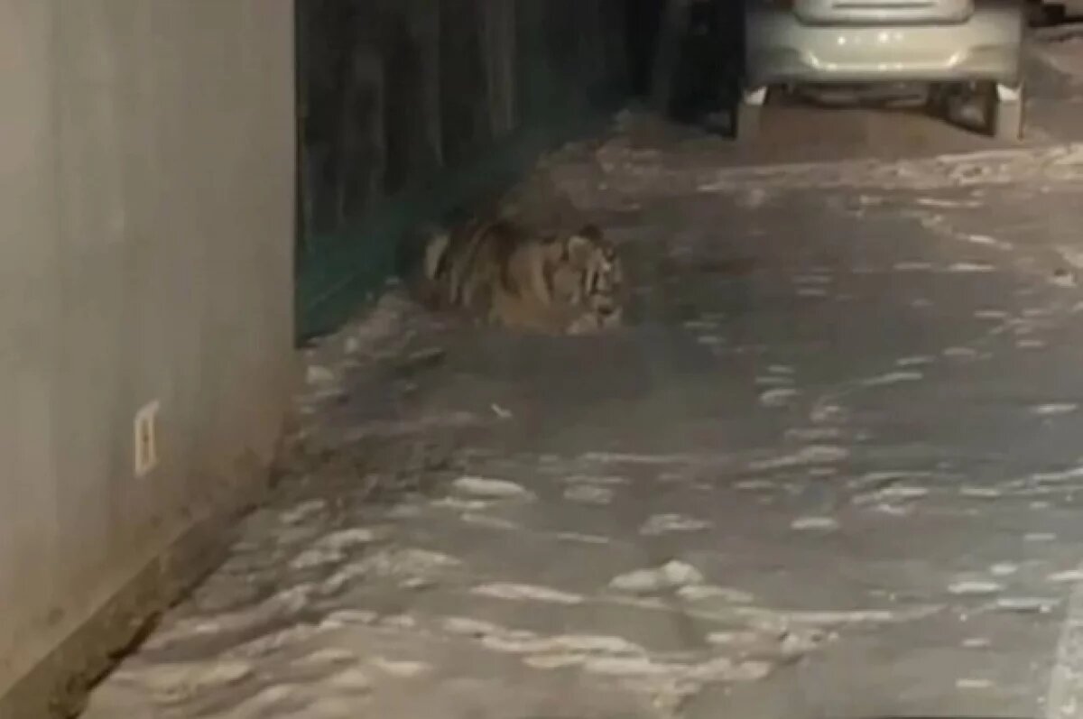    В поселке городского типа Ольга Приморского края замечен одинокий тигренок