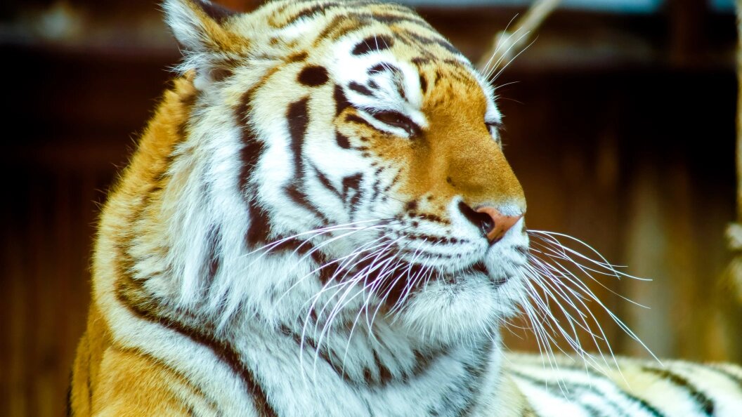    Фото: Elena Mayorova/Globallookpress