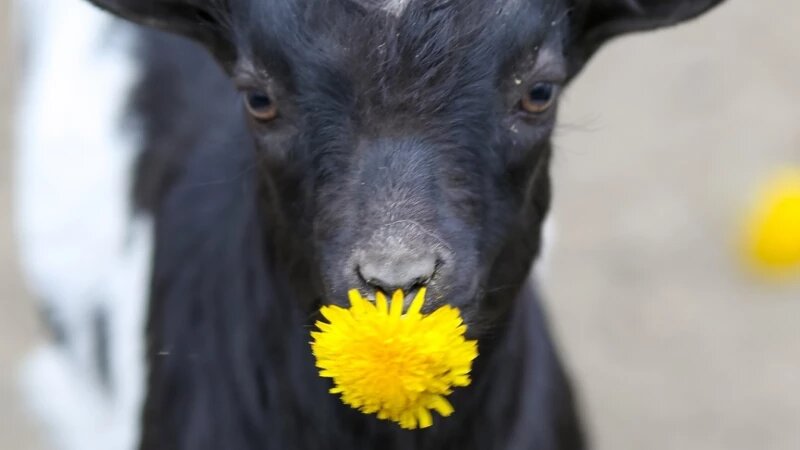     Козы и одуванчики в «Лесной сказке». «Лесная сказка»