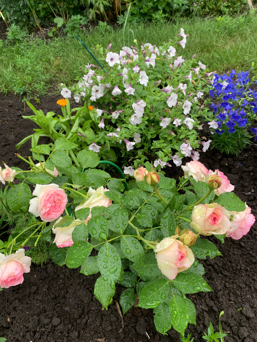 роза Пьер деРонсар (2), фото автора