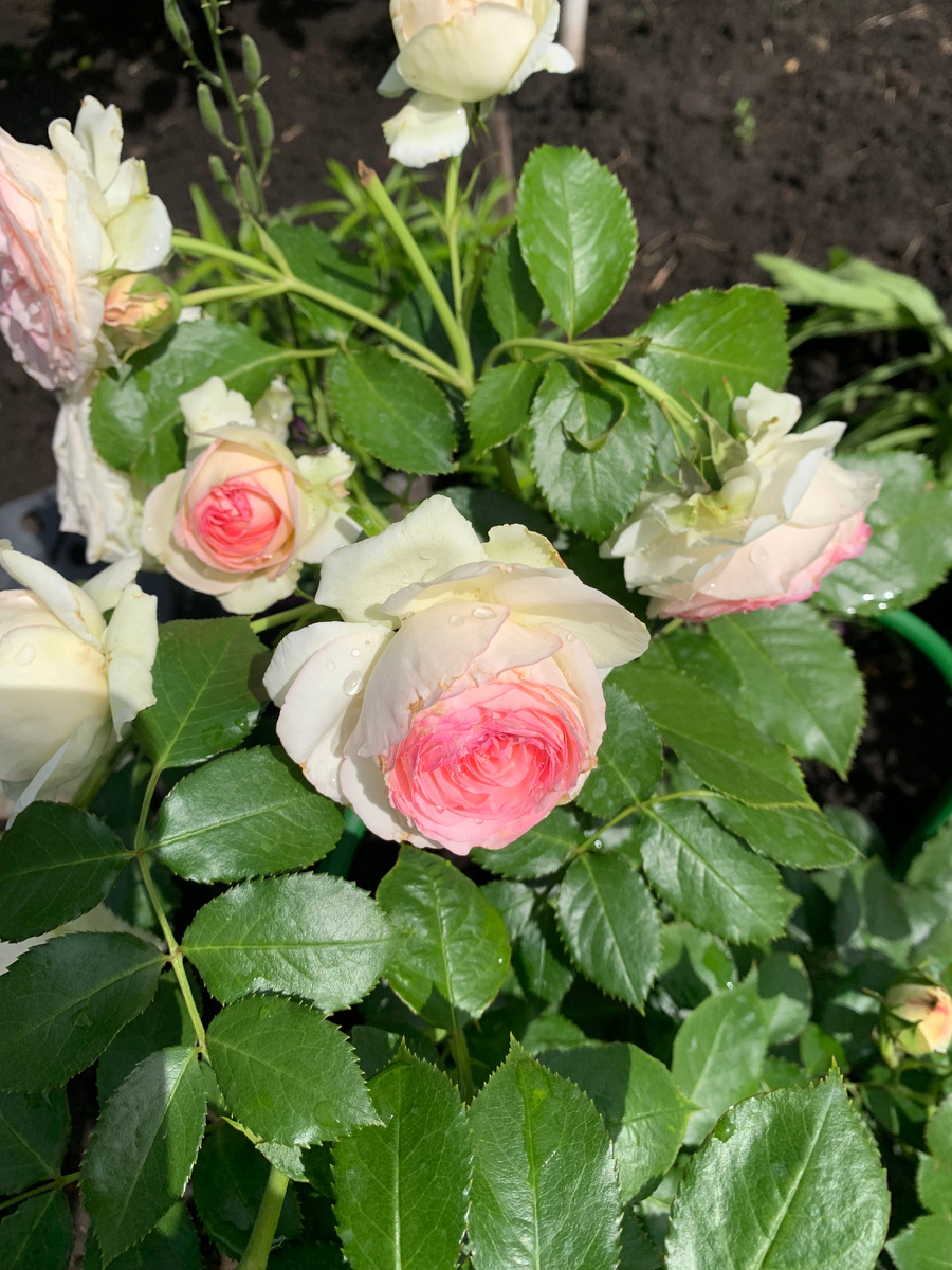 Роза Пьер де РОнсар (2)