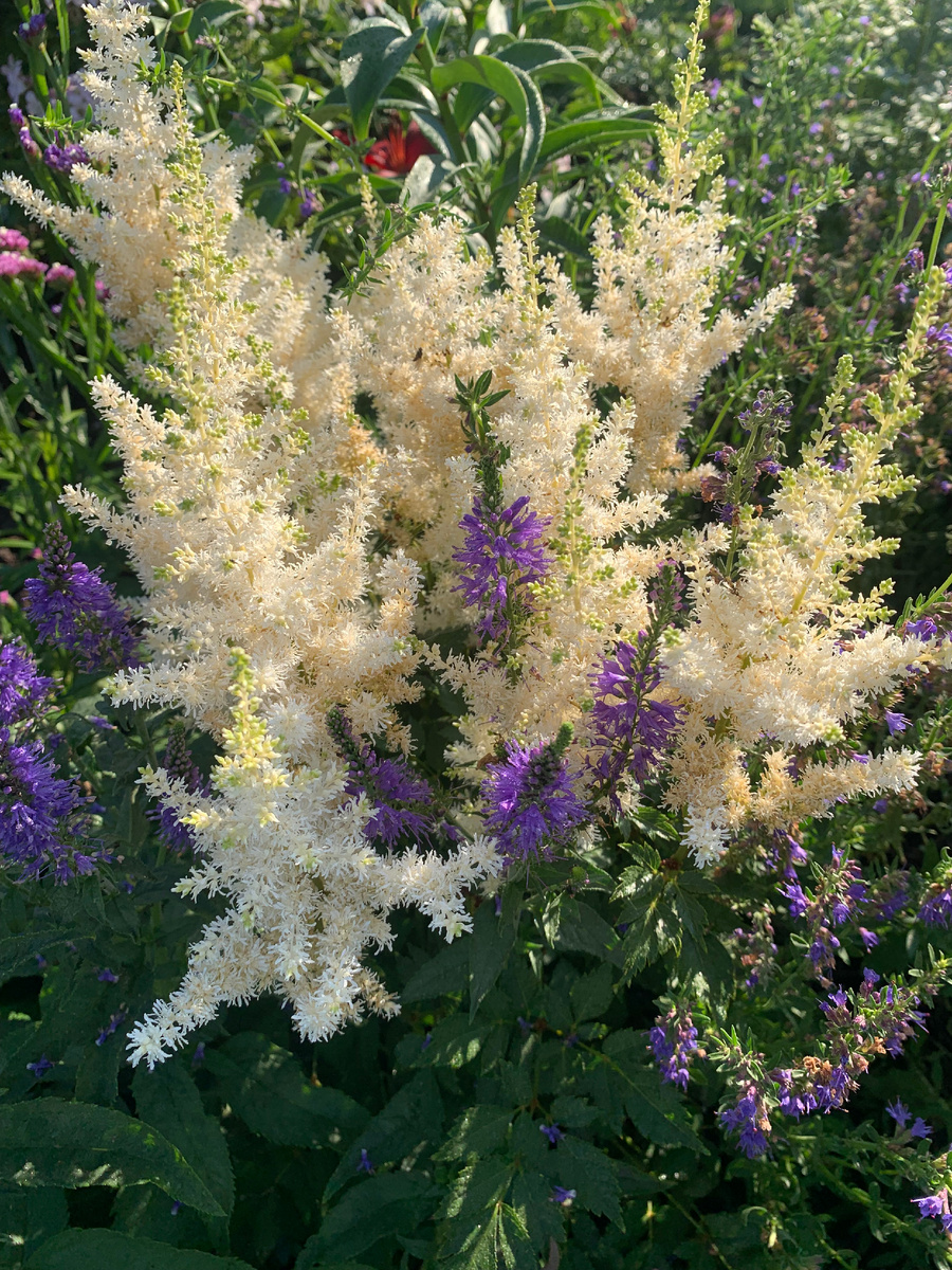 астильба, фото автора