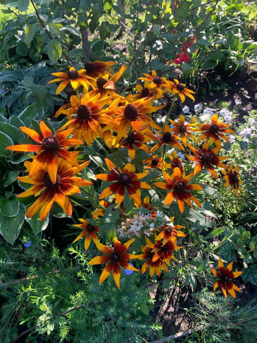 рудбекия, фото автора