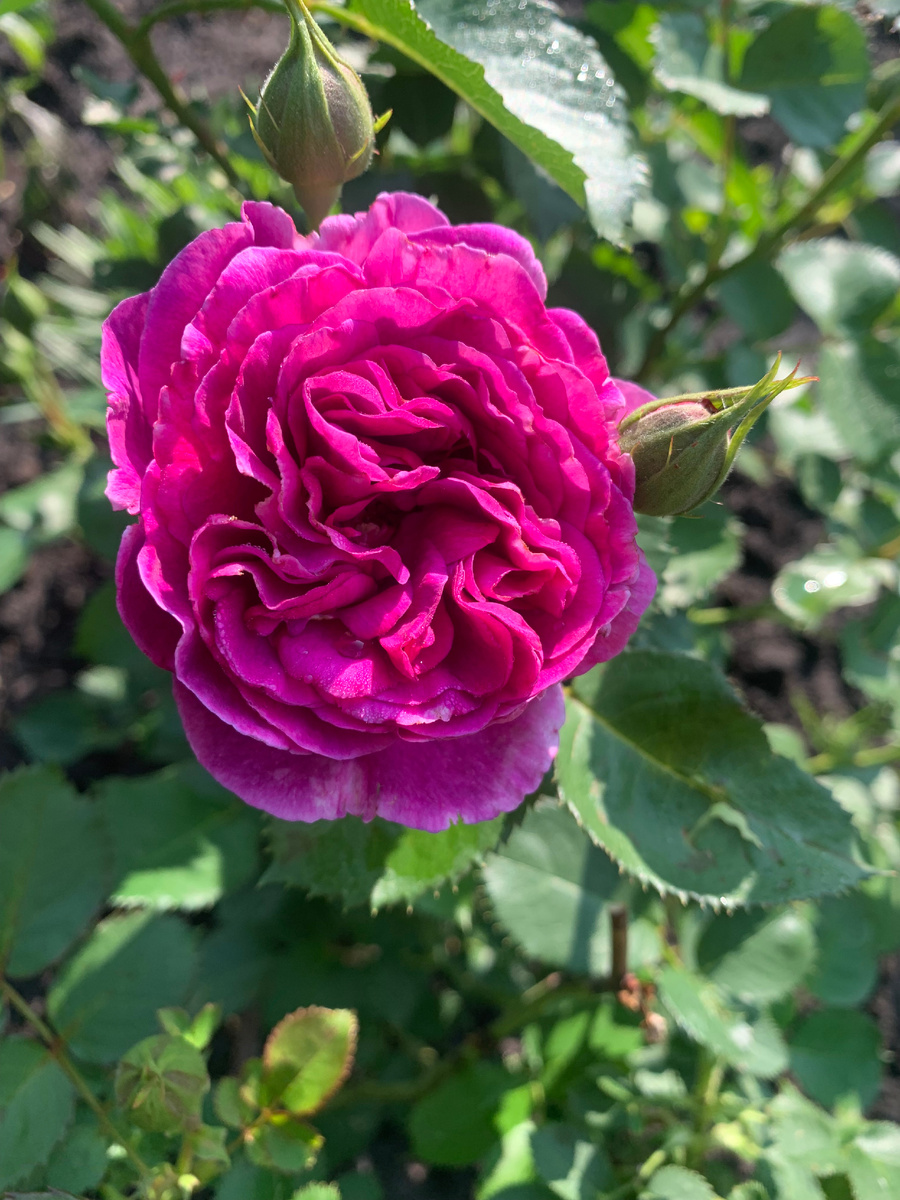 роза Минерва, все фото автора