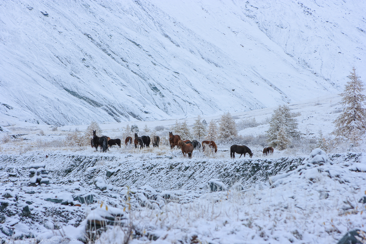 Лошади в долине Ярлу