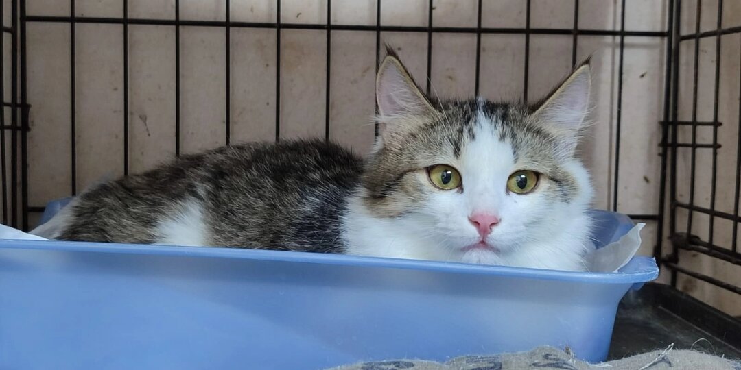 Представляем вновь прибывших котят и кошечек