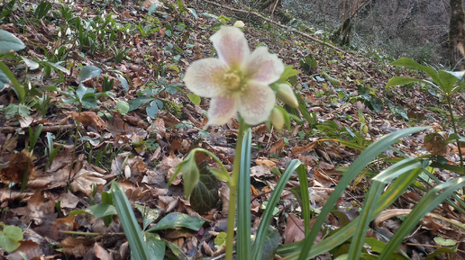 Тритоновое ущелье в Лазаревском. Февраль, а здесь такая красота. Даже ...