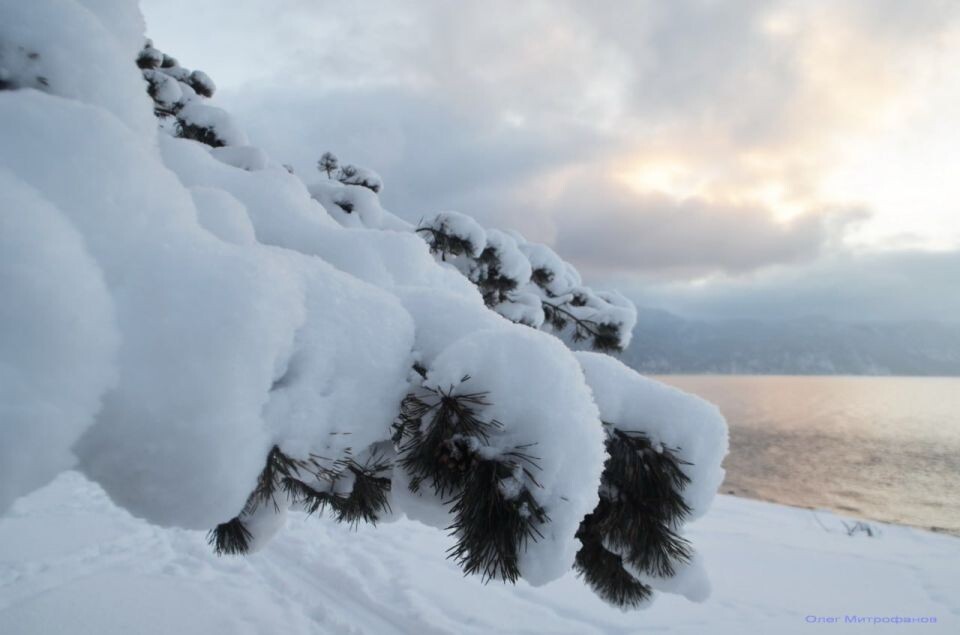    Зима в Алтайском заповеднике. Источник: Олег Митрофанов