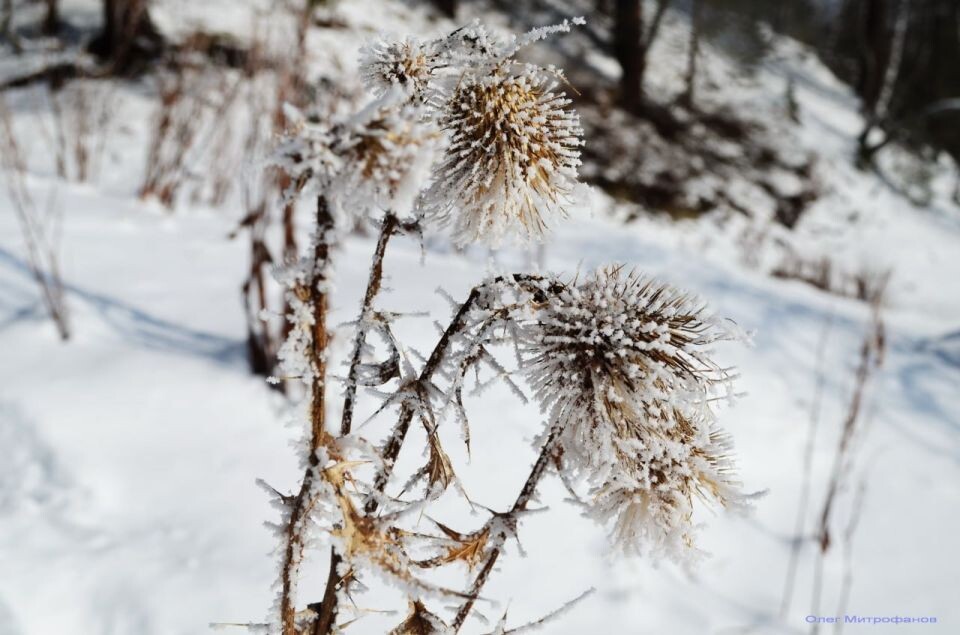    Зима в Алтайском заповеднике. Источник: Олег Митрофанов