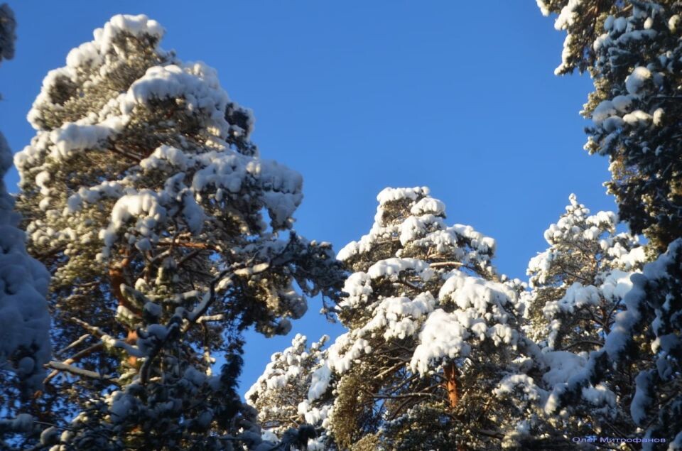    Зима в Алтайском заповеднике. Источник: Олег Митрофанов