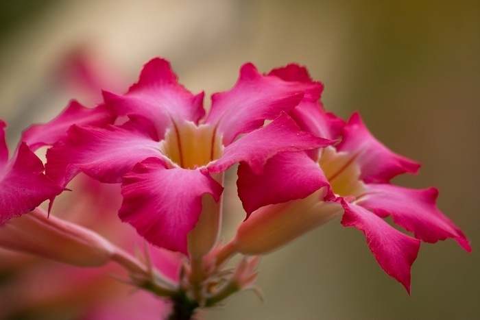 Нежная красота цветов этого растения понравится всем