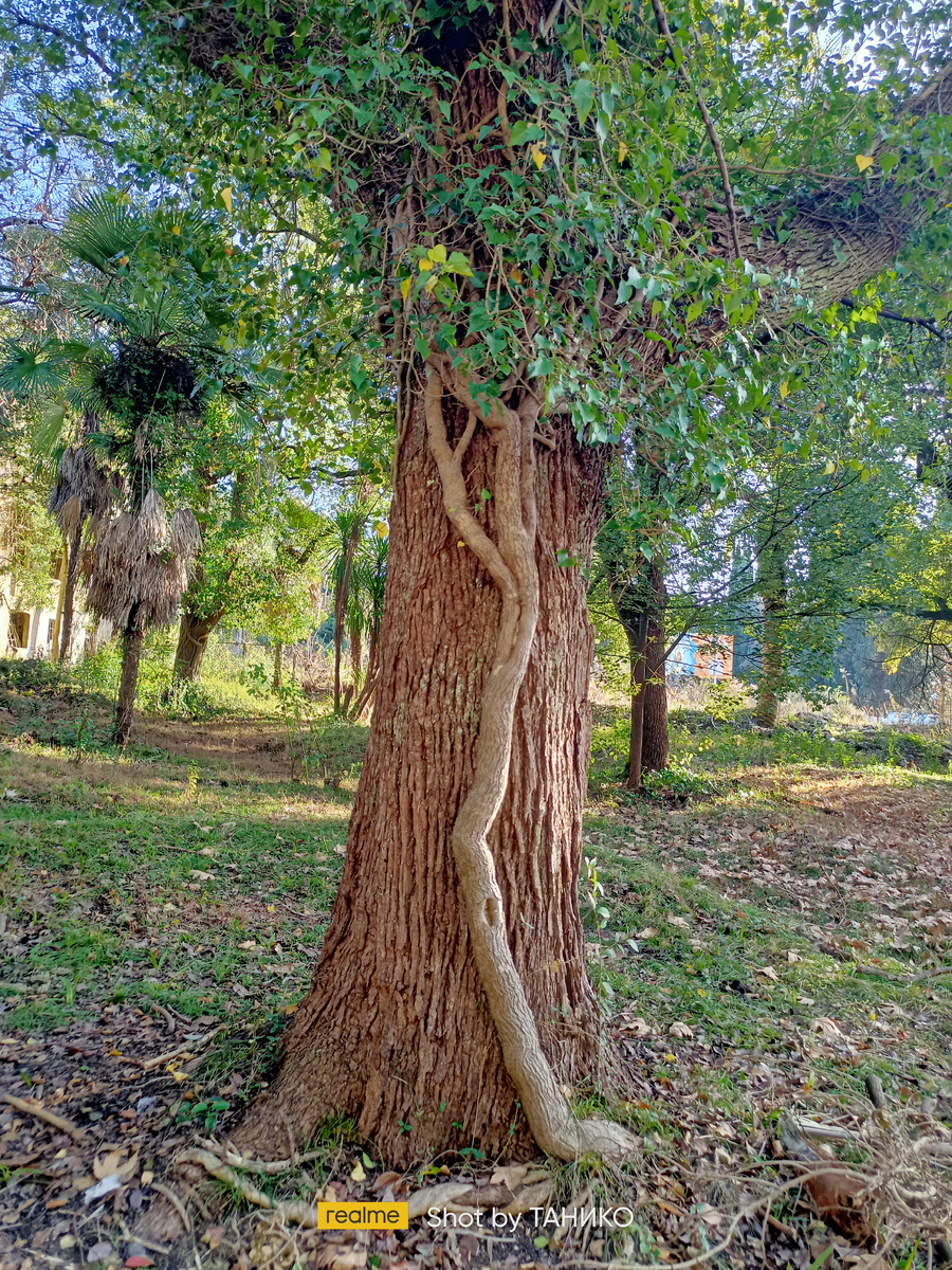 Фото сделано в январе 2025г. Новый Афон 