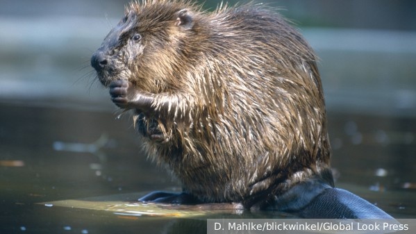     Фото: D. Mahlke/blickwinkel/Global Look Press   
 Текст: Антон Антонов