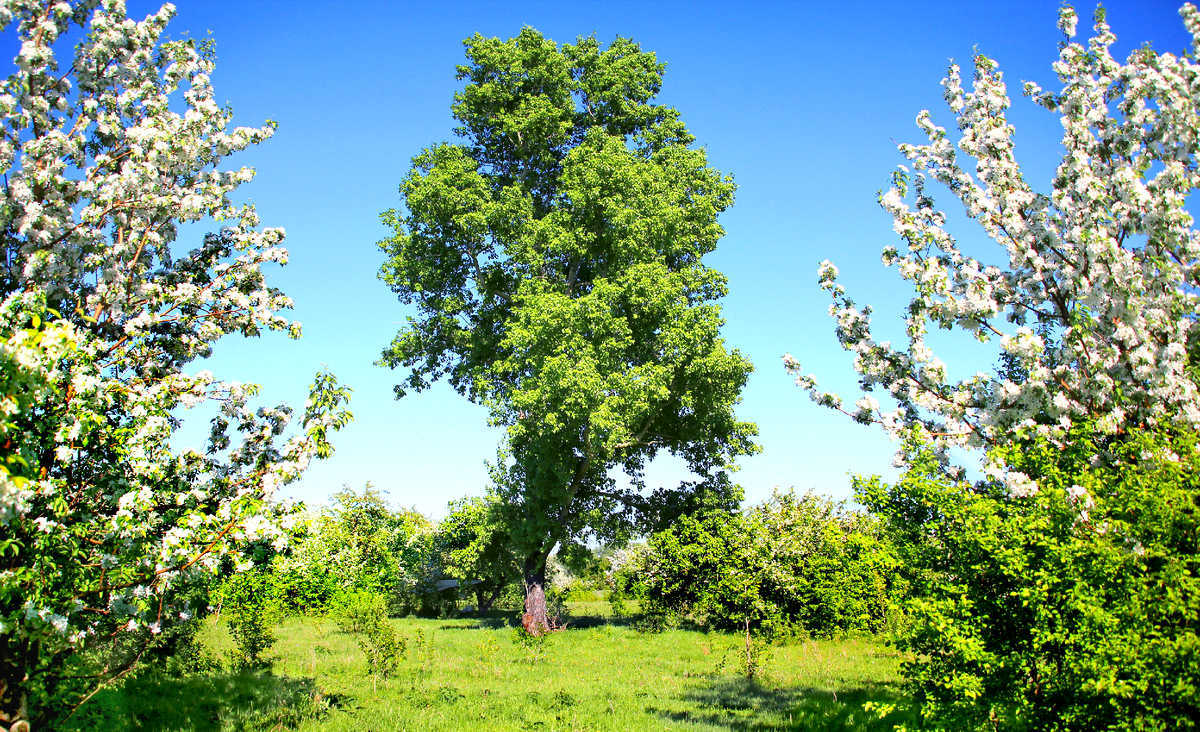 Фотография, стихотворение Василия Глуцкого