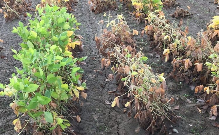    Устойчивость сои к водному стрессу интересует ученых не менее засухоустойчивости