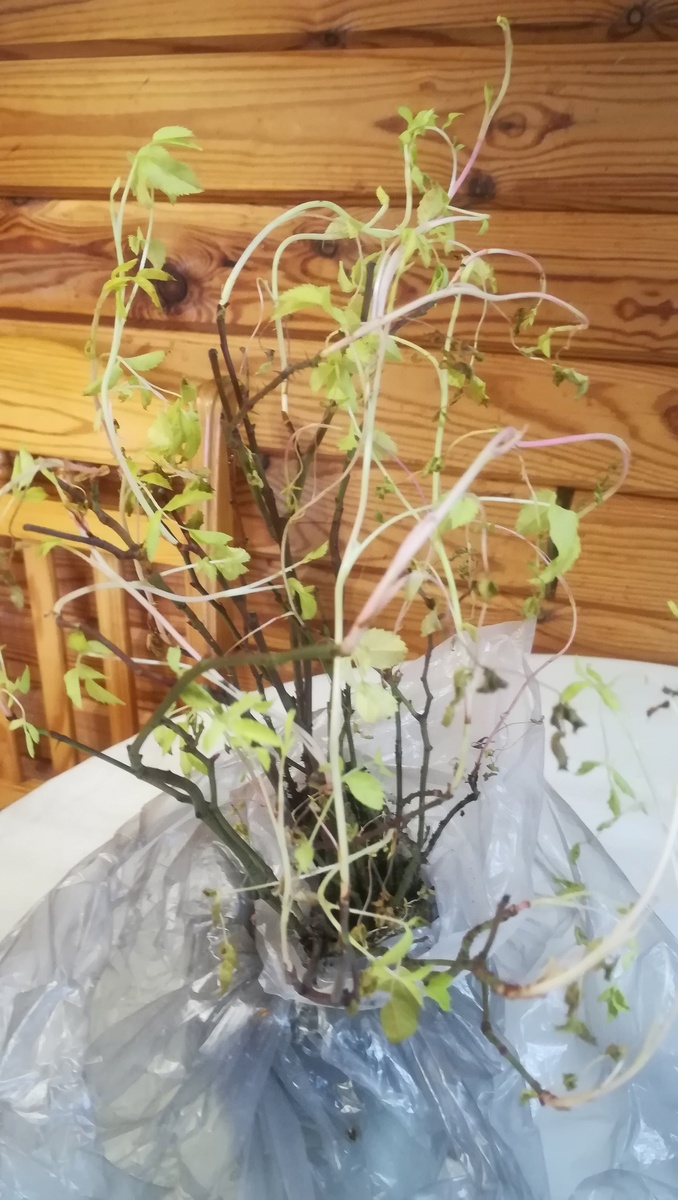 Шиповник буйствует.