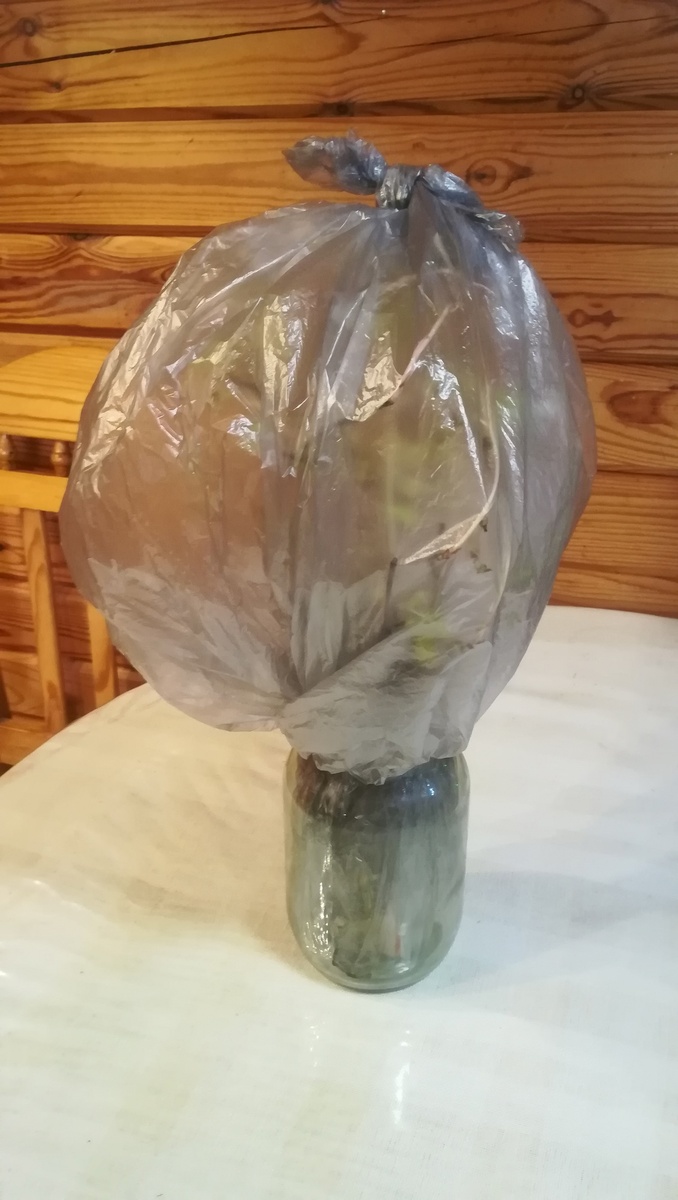 Подвой с привоем, только что из прохладного места на свет вышел