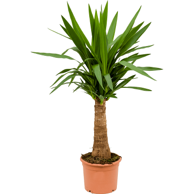 Фото с сайта https://darvin-market.ru/catalog/products/yukka_slonovaya_d12_h30_2000999354250/