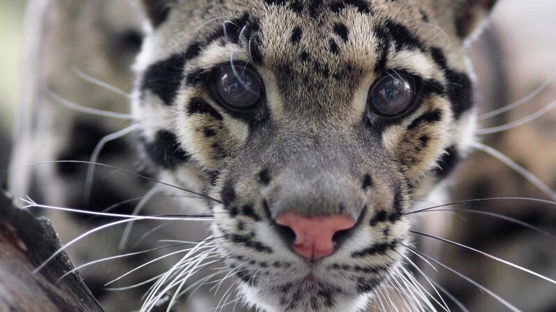     Дымчатый леопард. novosibirsk_zoo