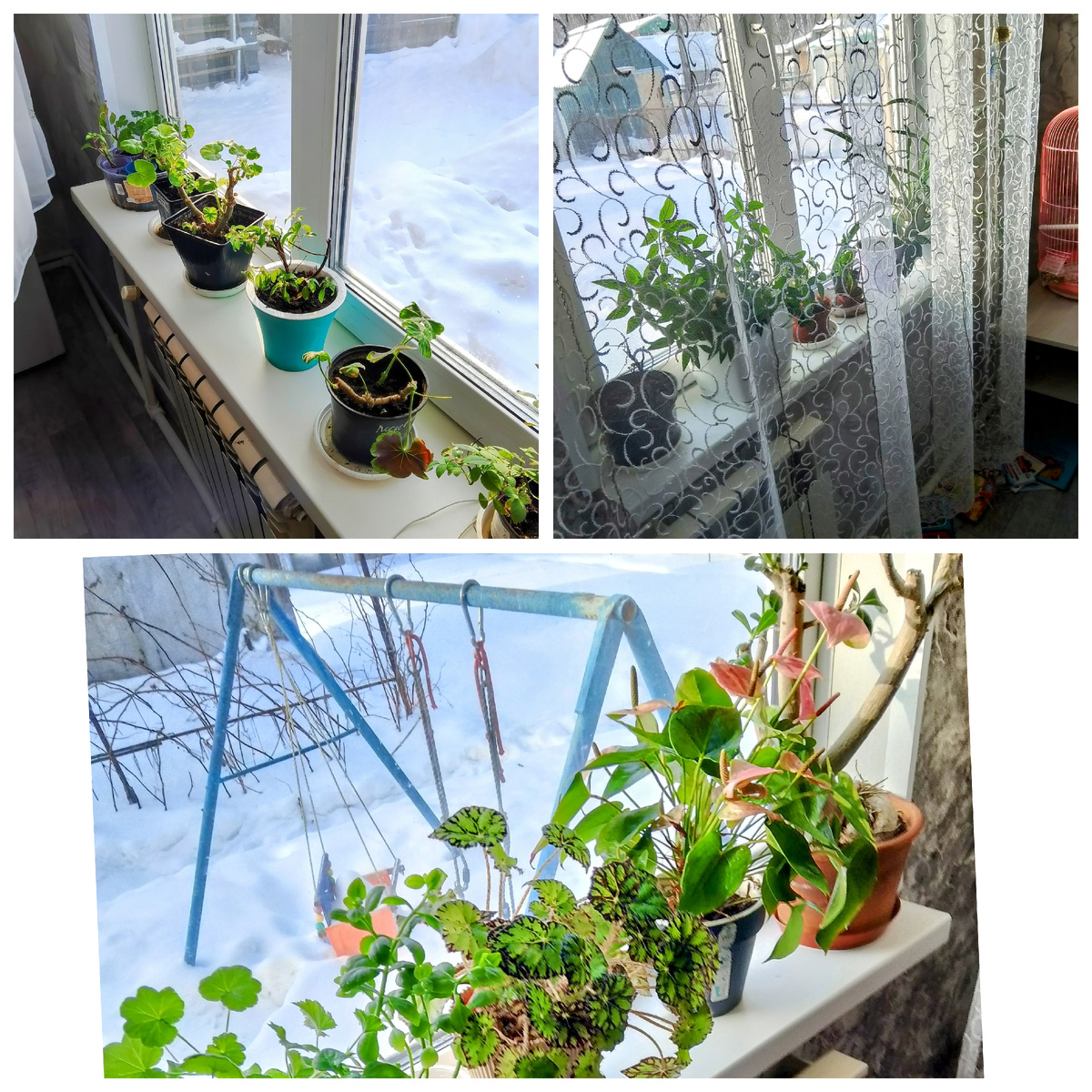 Цветы в кухне-гостинной 