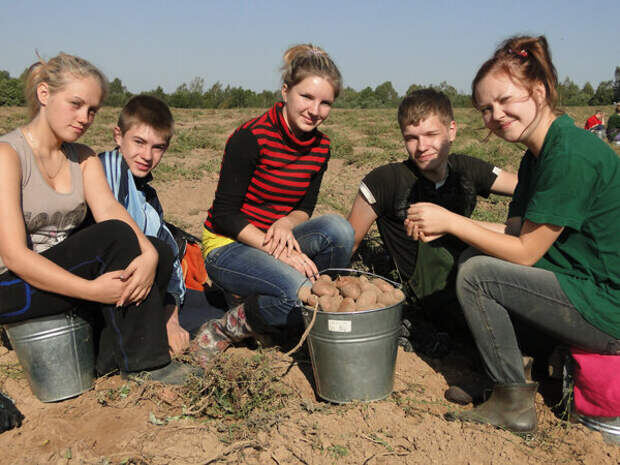 Студенты на уборке картошки. Фото из свободных источников сети интернет