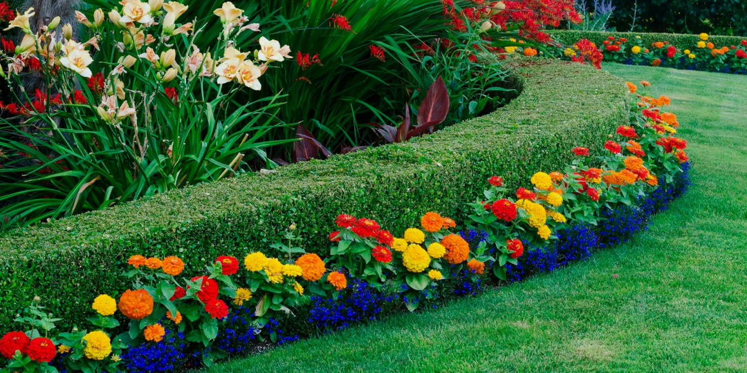 Лучшие бордюрные цветы: 20 красивых многолетников для бордюров, которым требуется минимальный уход.