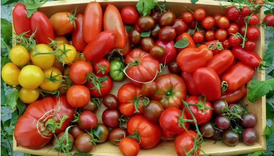 Выращиваю 8 ранних томатов без рассады. В 2025 году соберу урожай на 3 недели раньше соседей!