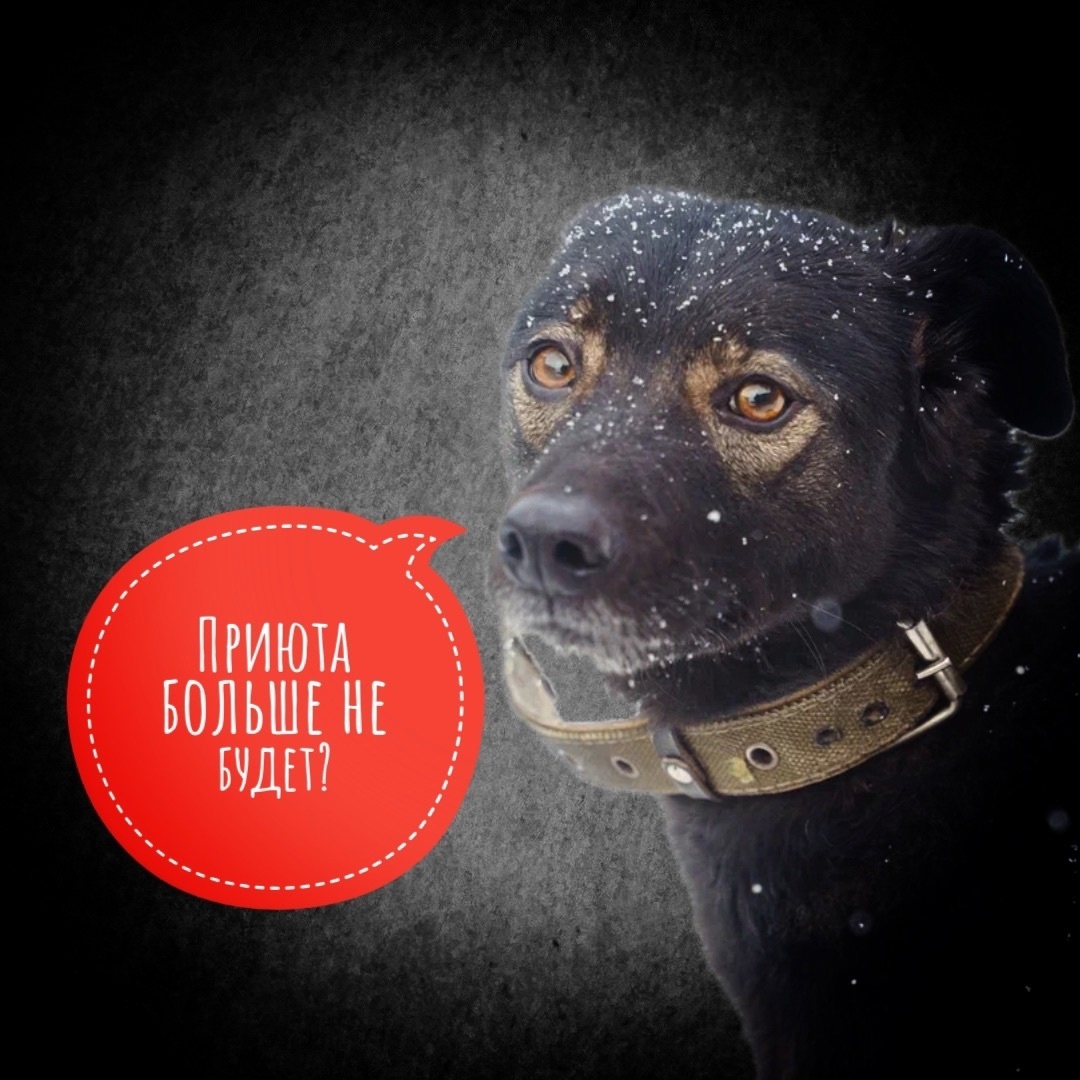 Им не выжить самостоятельно на улице! Нет лап, нет глаз...