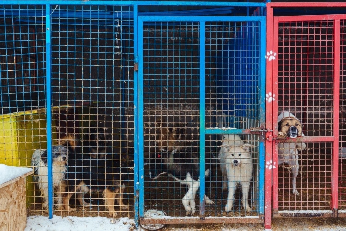  Хвостики рискуют потерять все это УЖЕ ЧЕРЕЗ 2 ДНЯ!