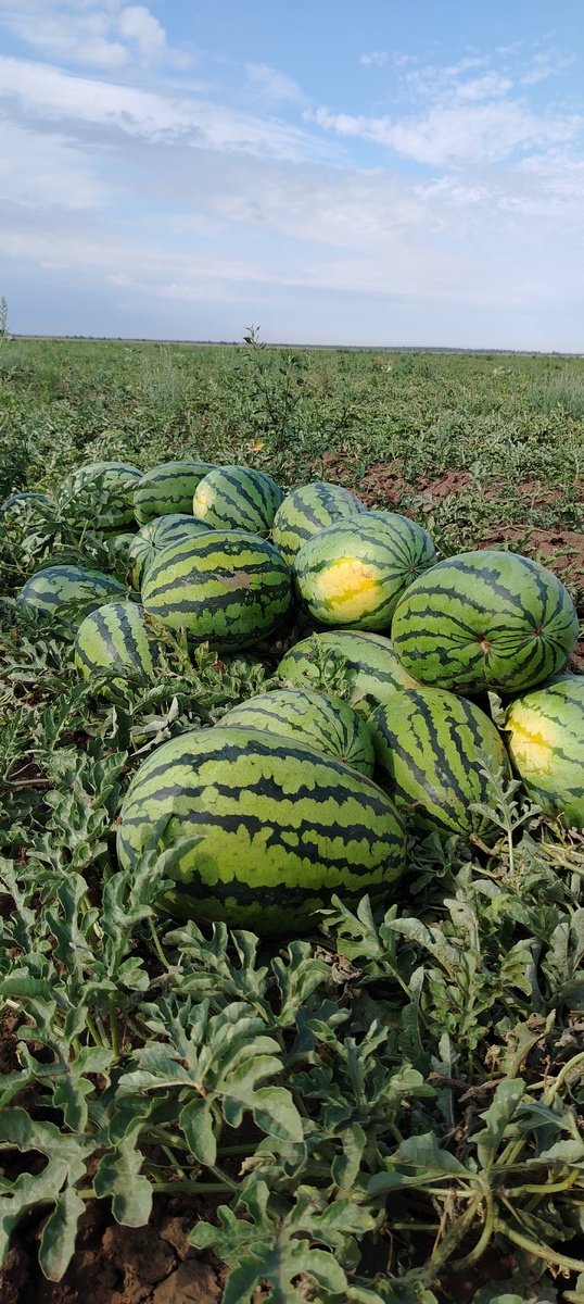 Арбузные поля. Раньше я видела только пшеничные, кукурузные, свекольные