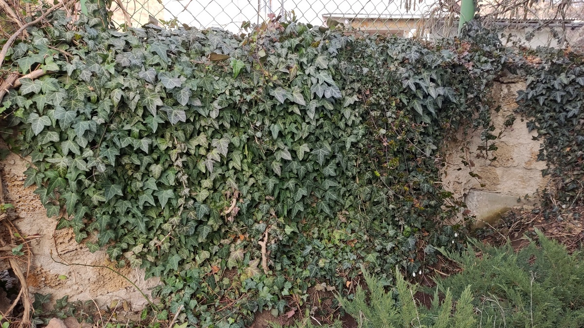 плющ садовый простой