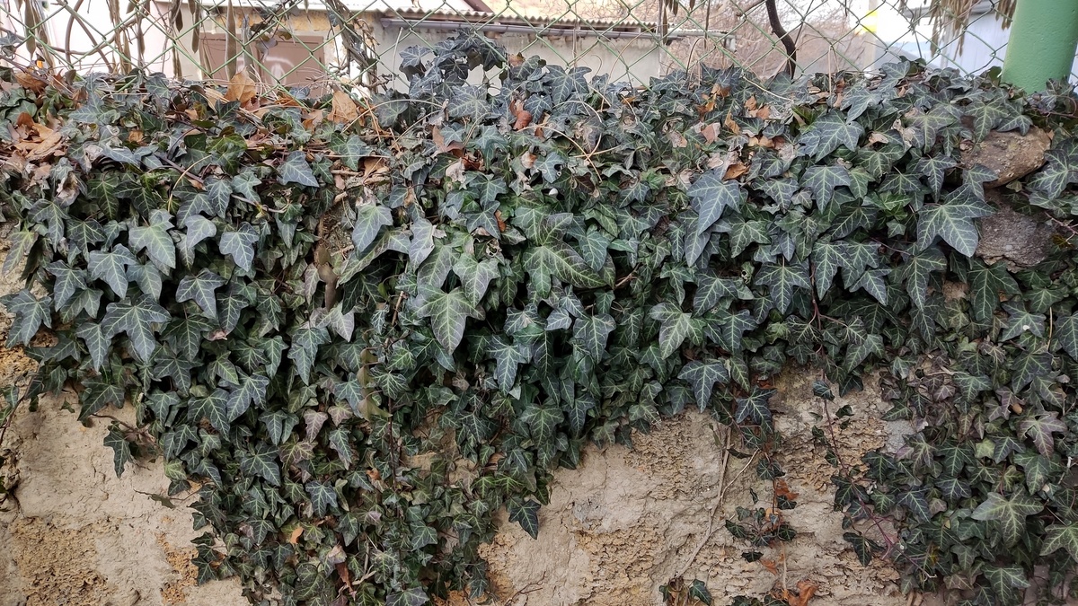 плющ для забора, самый простой
