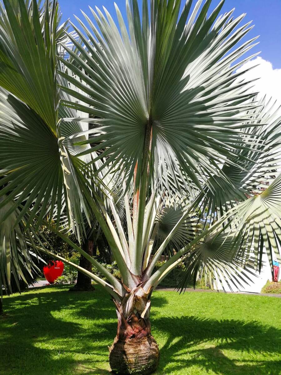 Сон про подругу-робота. Фото автора