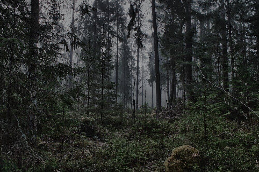 Лес полон тайн, и не все из них стоит разгадывать