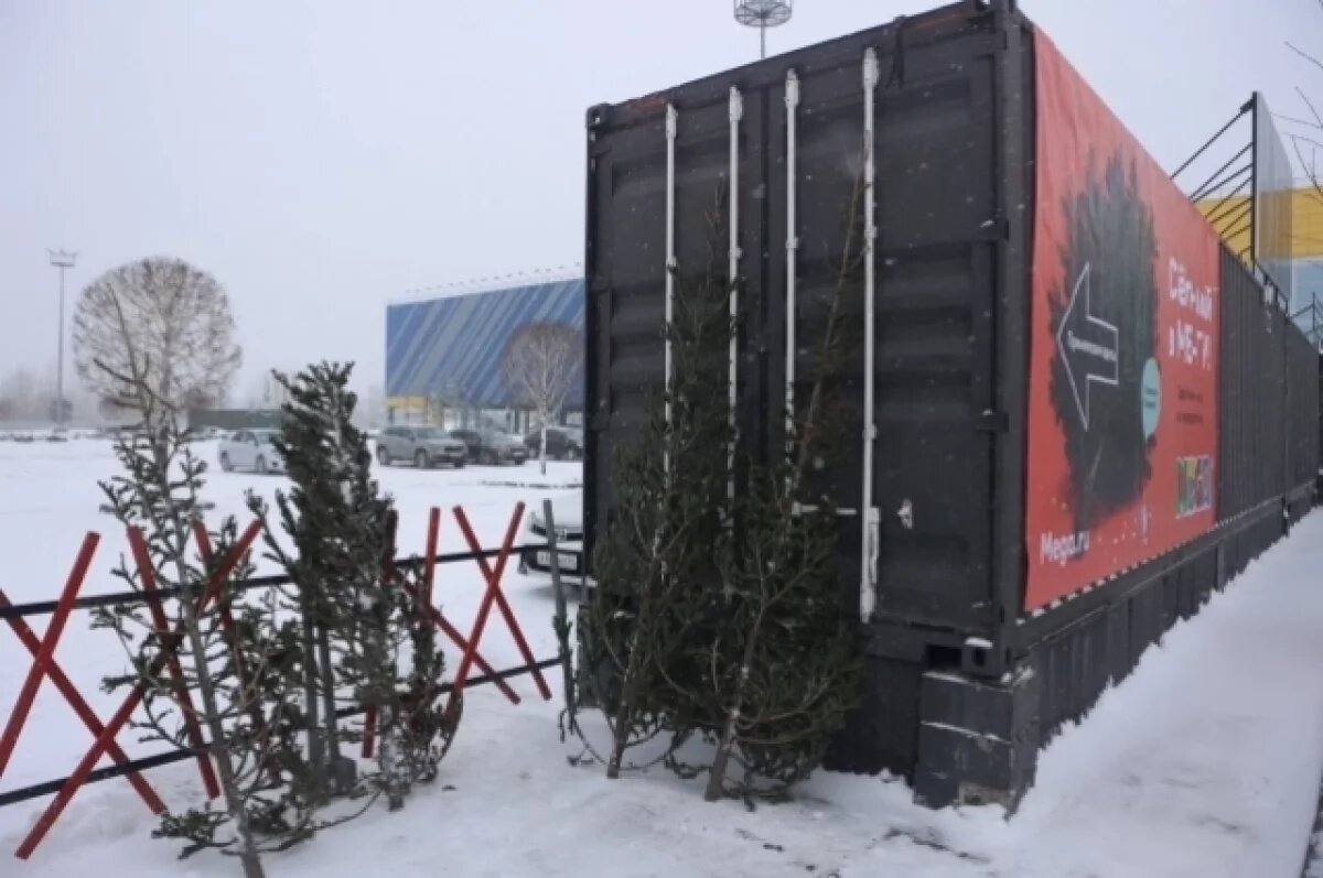    Новосибирцы в 2025 сдали на переработку в пять раз больше новогодних елей