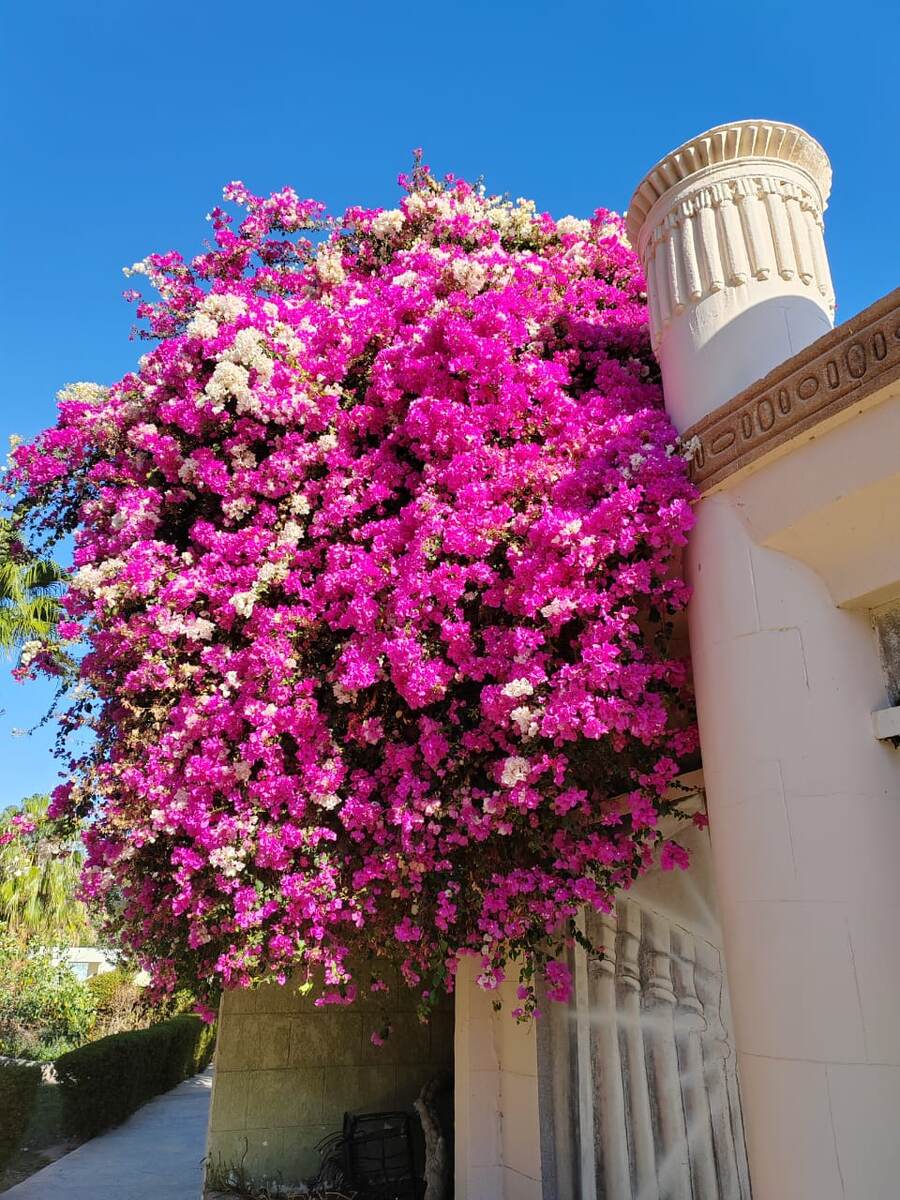 Все в цветах: глаз радуется