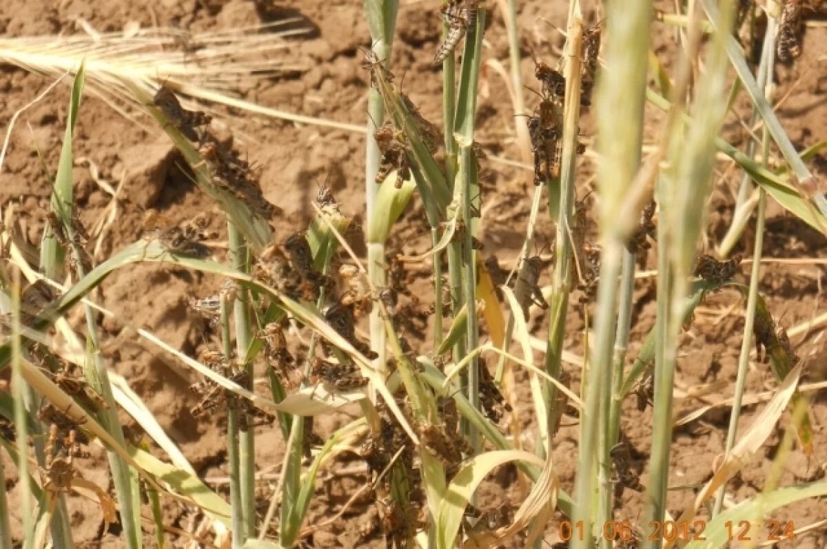    На борьбу с саранчой на Кубани выделили 1,6 млн рублей