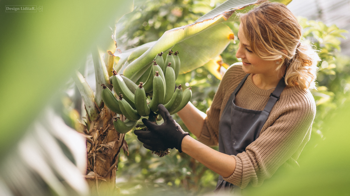 https://www.freepik.com/free-photo/woman-gardner-greenhouse_4410519.htm#fromView=search&page=1&position=32&uuid=686d86ef-4a03-4e18-a96a-36ba9a75bdcf&query=banana%2C+cultivation%2C+banana+fields%2C+greenhouses