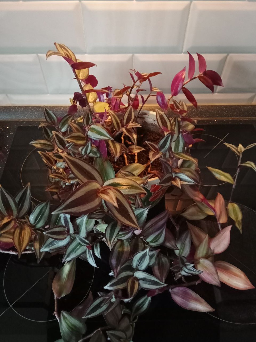 Традесканция Зебрина Бургунди.