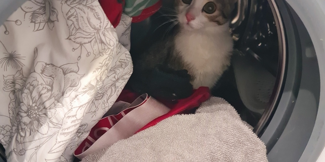 Рыбный адвокат