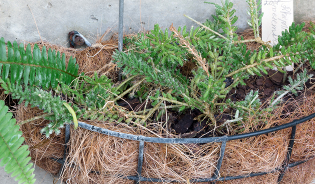 Мезембриантемовый вид