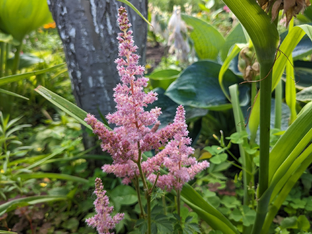 Цветение астильбы после пересадки в тень