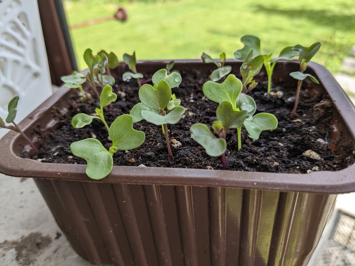 Сеянцы декоративной капусты в майские праздники